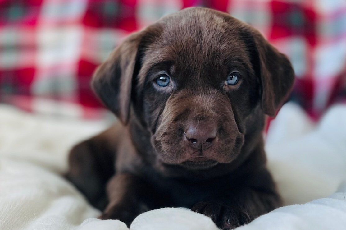 Choco pup