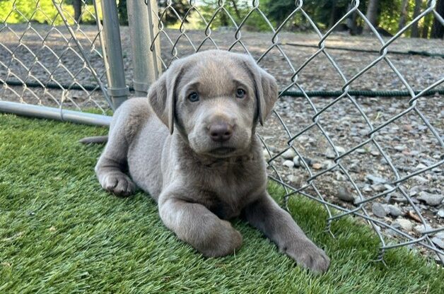 Silver Pup